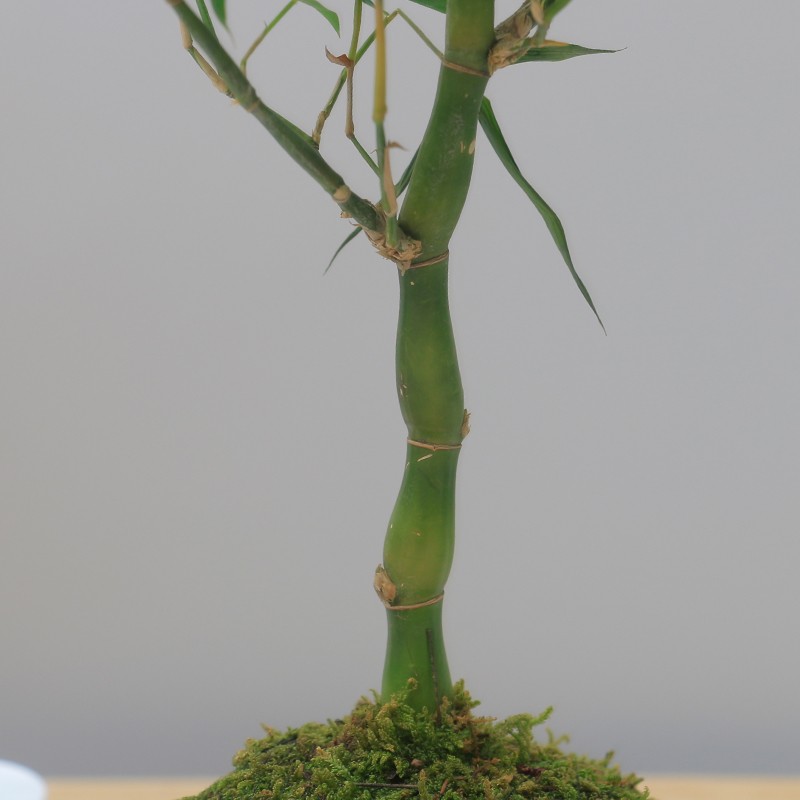 矮杆佛肚竹绿植盆栽盆景好养观赏竹书房办公室内绿植美观中式盆栽