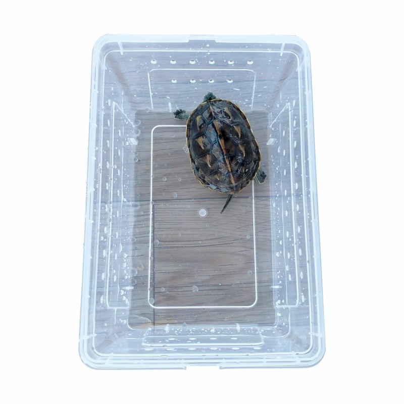 乌龟缸家用专用养殖盆饲养盒大号塑料盆子带盖爬虫裸缸桌面网红缸