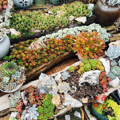 丽江朽木木头花槽木槽花盆多肉木质花盆老木头风化木种花木槽庭院