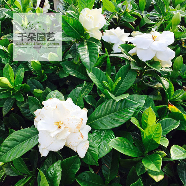 栀子花盆栽包邮四季常青绿植香气浓郁办公桌花卉木本室内植物好养