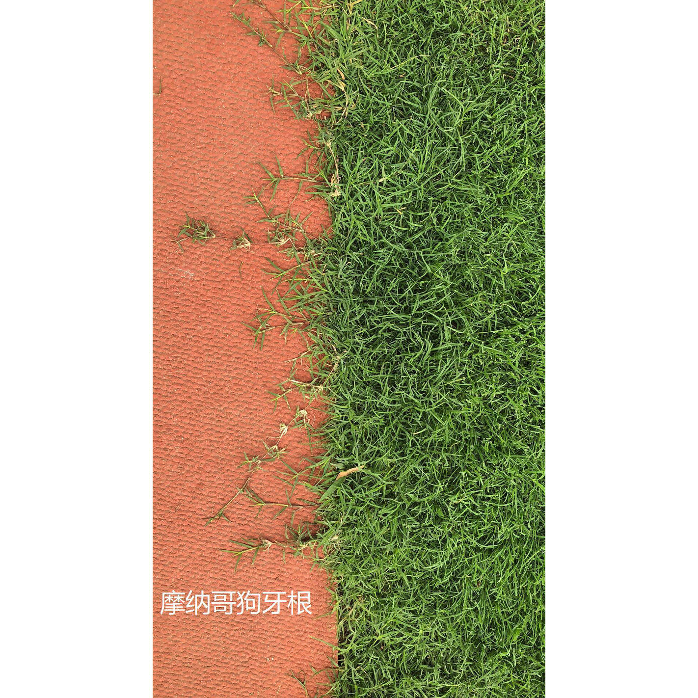 摩纳哥矮生狗牙根草坪草皮 耐热耐旱 矮生狗牙根草坪草皮