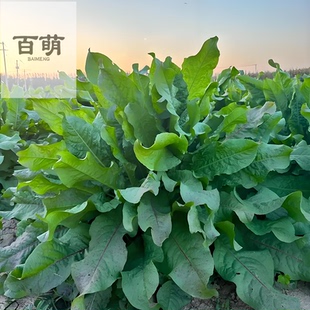 食叶草种子高蛋白四季多年生耐寒牧草养殖喂鸡鸭鹅猪牛羊鱼草种籽