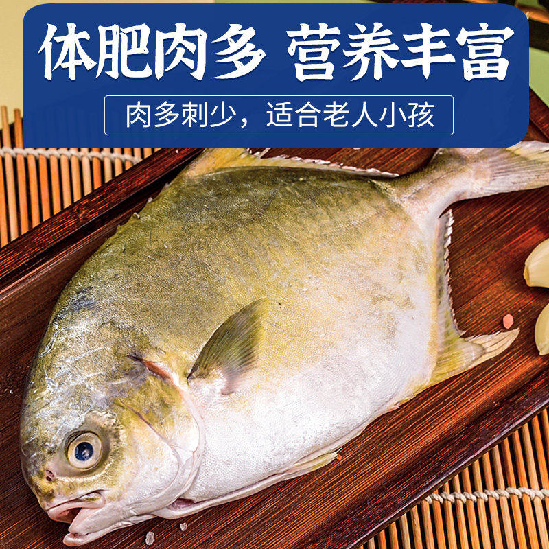 粤西海湛江深海捕捞大金鲳鱼新鲜冷冻特大金昌鱼海鱼海鲜水产鲜活