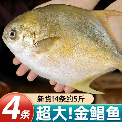 现宰深海新鲜大货金鲳鱼