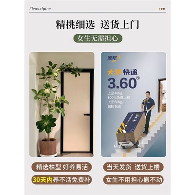 造型龙血树客厅绿植办公室内大型绿植盆栽龙须树好养植物真龙铁树