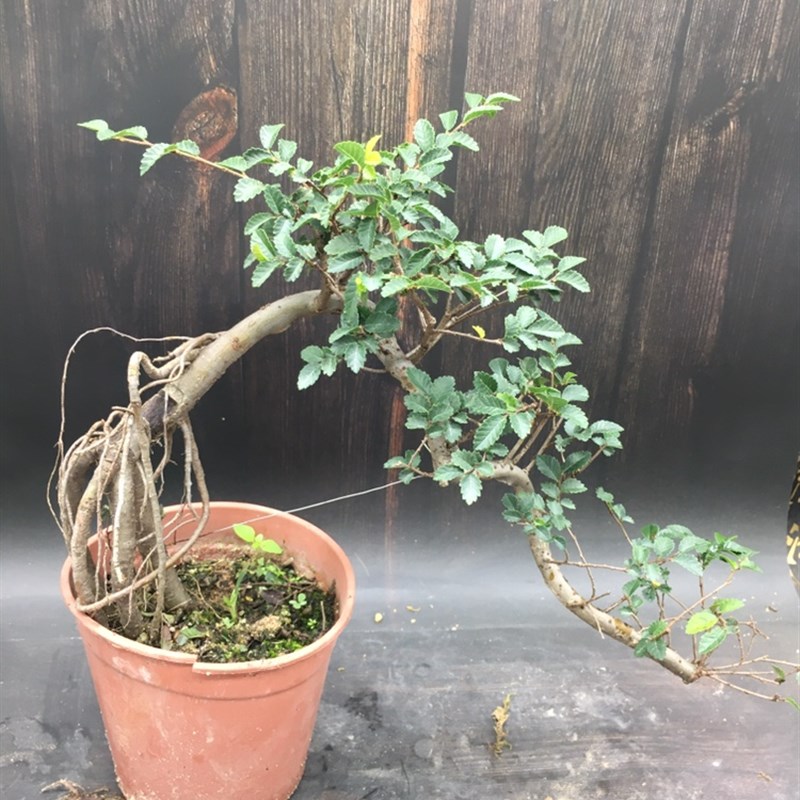 小叶榔榆树苗悬崖榆树临水造型九里香阳台室内好养盆栽苔玉苔藓球