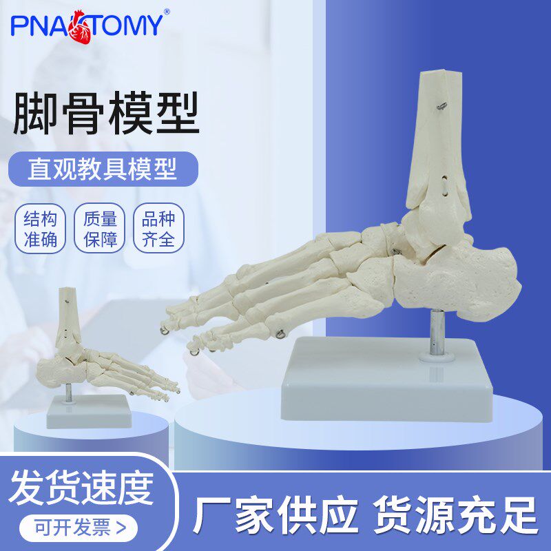 可活动脚骨模型足脚掌人体骨骼解剖脚关节踝关节骨科趾骨Z真人1比