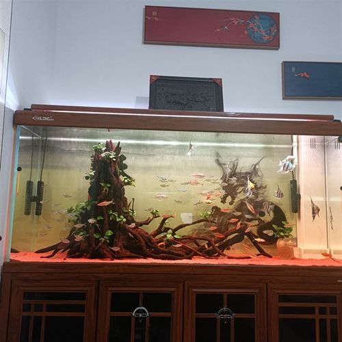 树桩沉木南美缸沉木鱼缸造景骨架造景南美缸造景沉木树桩生命之树