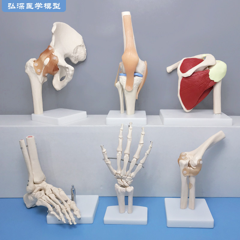 人体关节模型g骨骼手肘腕脚踝骨肩膝髋骨科附韧带肌肉医学教学玩
