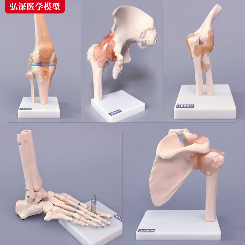 人体关节模型骨骼教学手肘u腕脚踝骨肩膝关节髋骨科附韧带医学结