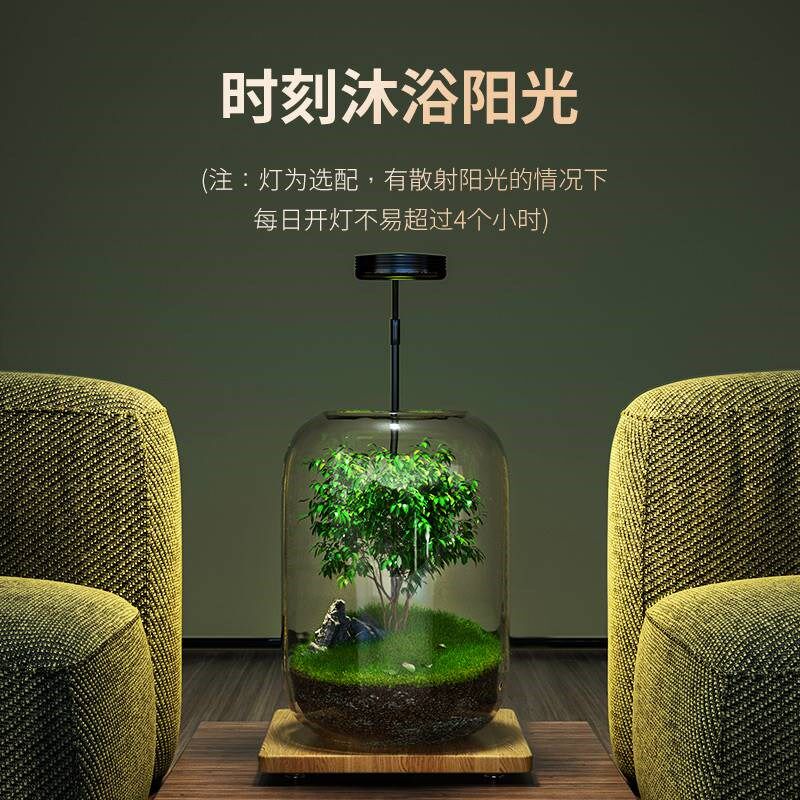 生态缸微景观森林办公室桌面自循环免打理玻璃微观鱼缸空瓶造景瓶