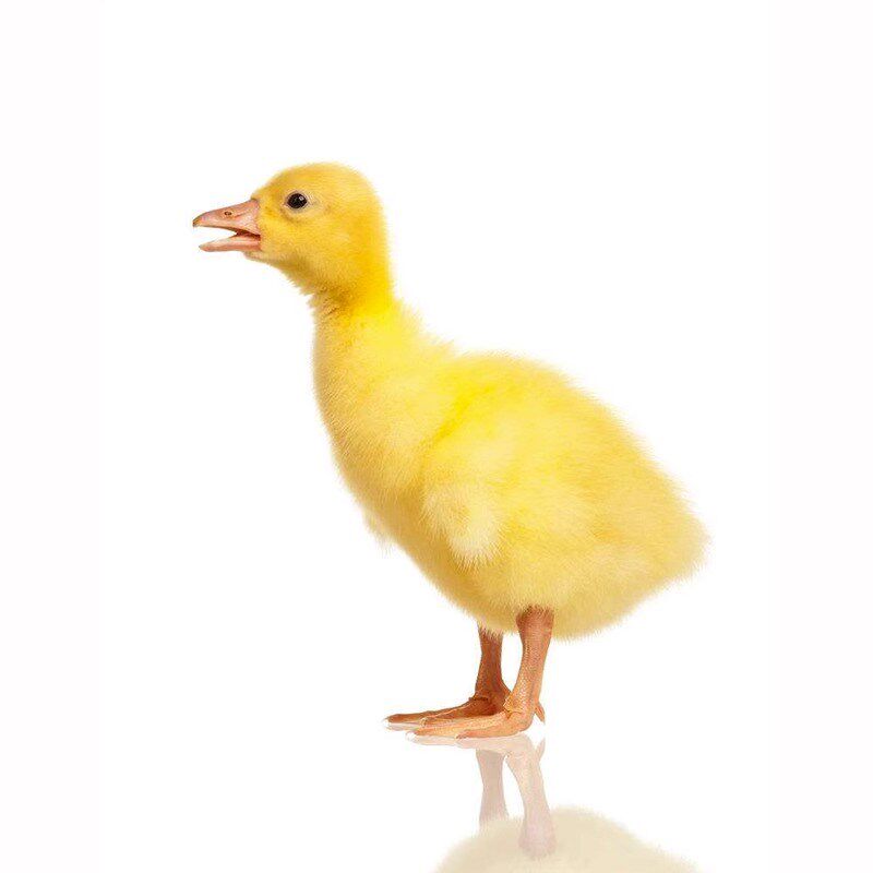 10只大白鹅苗小鹅大白鹅苗四季鹅大三花鹅高产蛋鹅苗宠物鹅