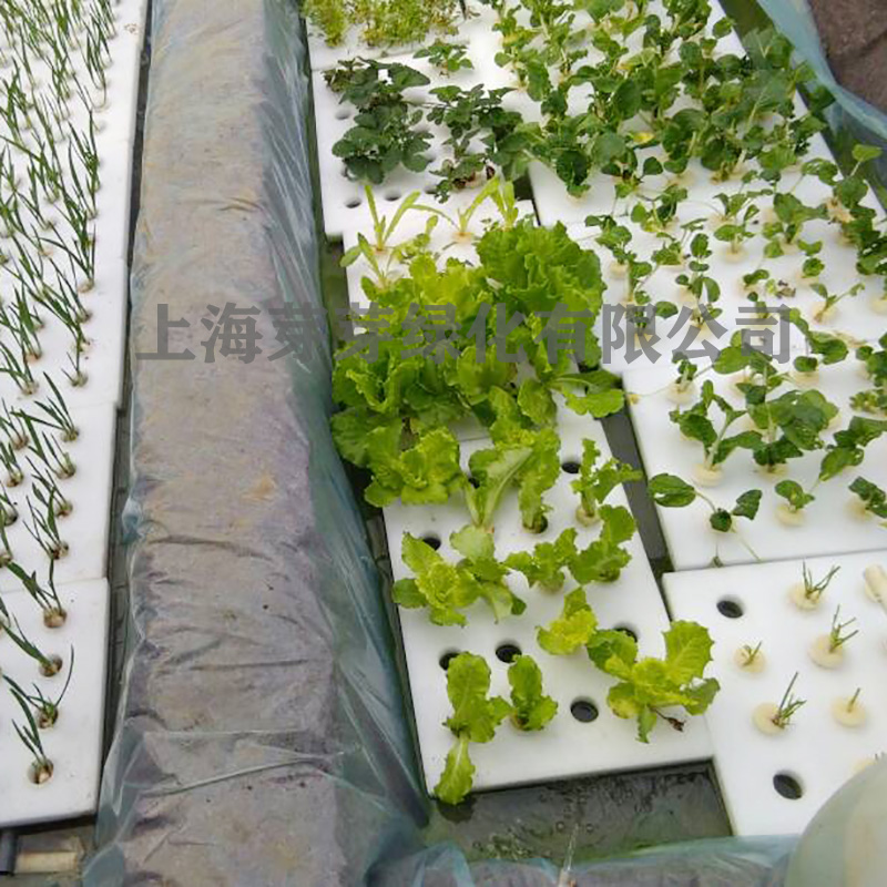 水培蔬菜种植面板鱼菜共生漂浮床无土栽培设备鱼塘水上种菜泡沫块
