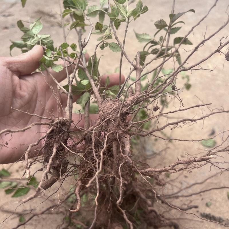 现挖黄荆树苗布惊牡荆条老桩盆景庭院做绿豆腐草木灰原料蜜源树苗