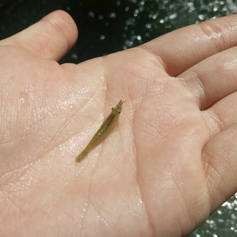 繁殖快的虾淡水观赏虾淡水耐活虾鲜活观赏淡水小虾鲜活淡水冷水