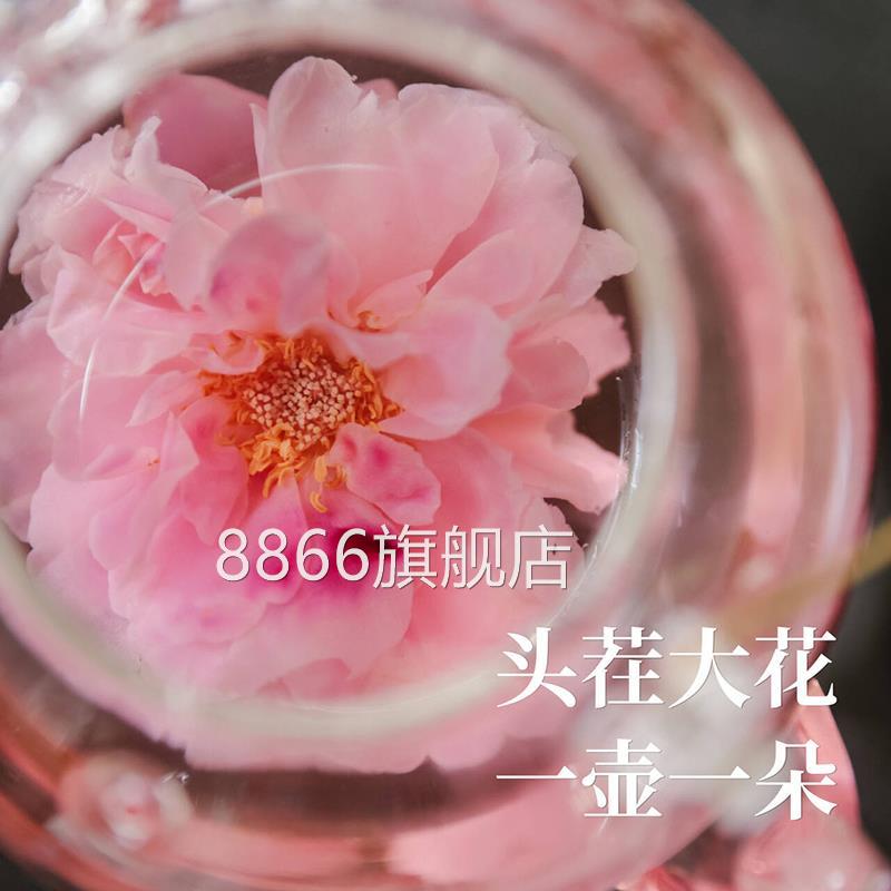 乐作 | 头茬大花 云南墨红玫瑰花冠 一杯一朵 花香浓 FD冻干/微波