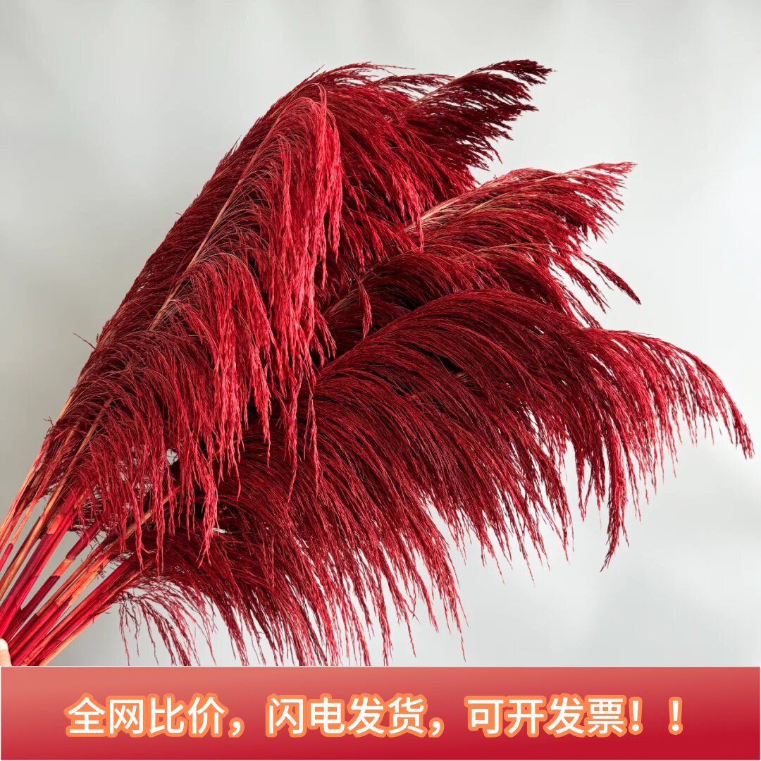 彩色大芦苇干燥花永生蒲