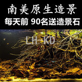 三湖造景鱼缸造景套餐原生缸南美水族溪流缸杜鹃根沉木水景骨架