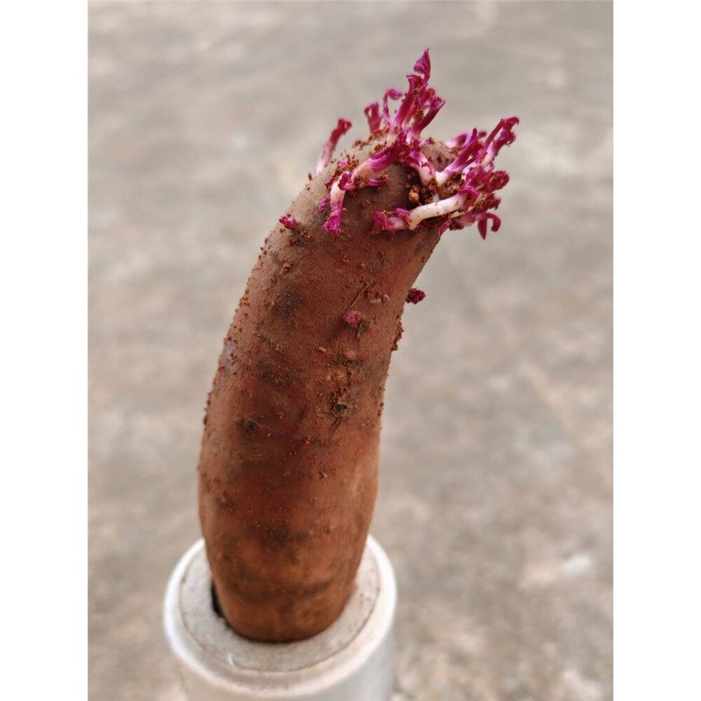 水培红薯发芽红薯紫色苗土培盆景鱼缸阳台观赏水培红薯盆景盆栽