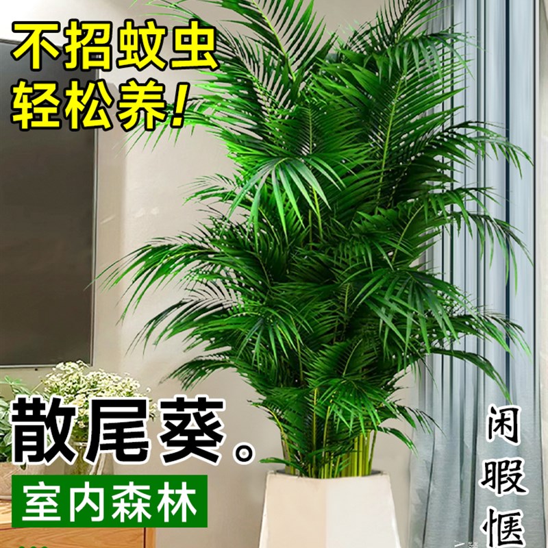 大型散尾葵植物盆栽客厅绿植物室内禄植物门前办公室除甲醛凤尾竹