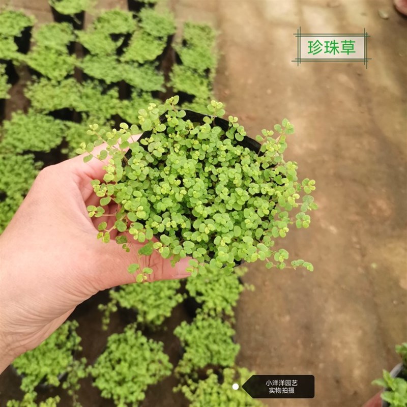 珍珠草假山草景观草吸水石植物配草苔藓石头草盆景铺面假山美化