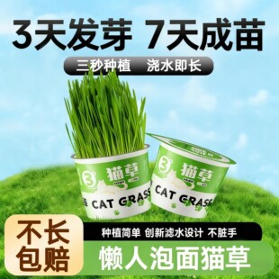 猫草盆栽懒人种植猫草杯猫草种子猫薄荷化毛自种猫草零食品泡面草