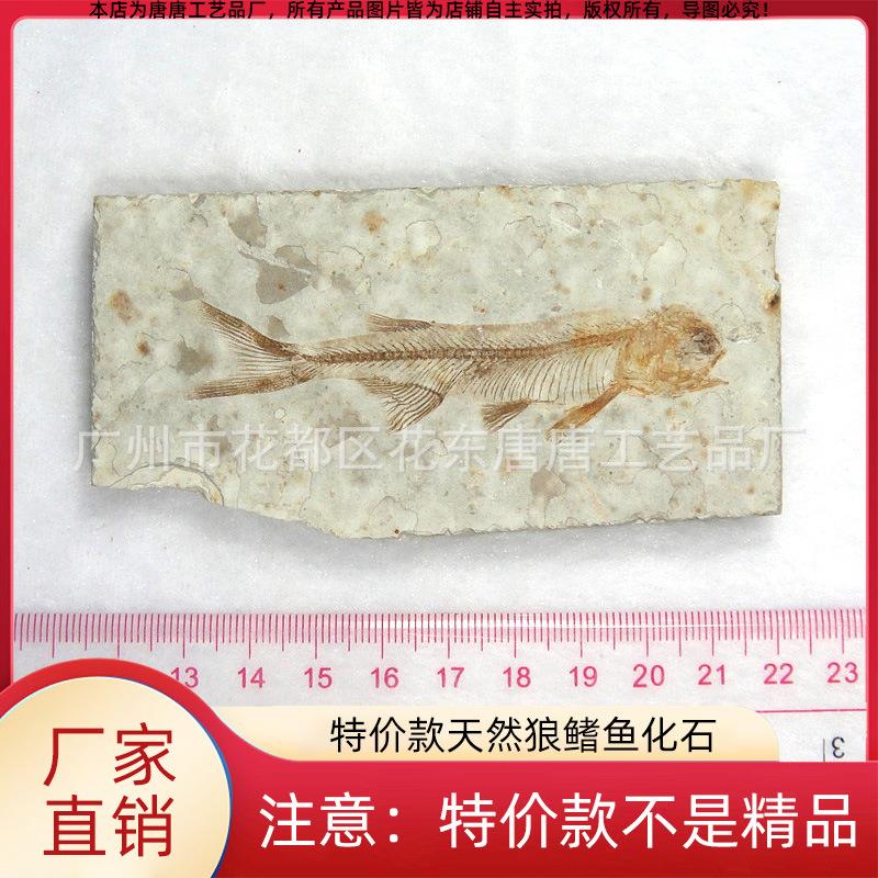 博物馆同款收藏鱼化石原石 天然辽西狼鳍鱼化石 远古生物动物标本