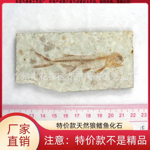博物馆同款收藏鱼化石原石 天然辽西狼鳍鱼化石 远古生物动物标本
