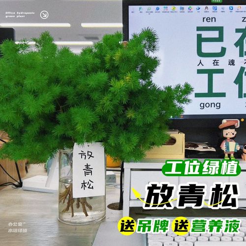 放青松工位绿植水培植物办公室内好养桌面摆件蓬莱松鲜切禁止焦虑