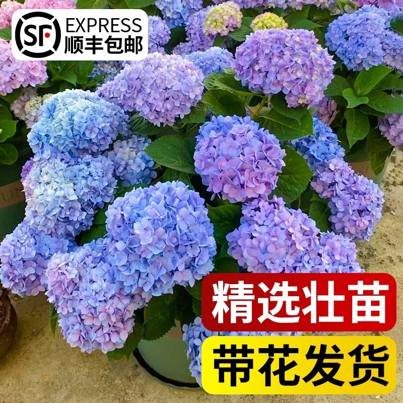 绣球花苗带花发货无尽夏四季绣球花盆栽庭院好养的花卉植物室内花