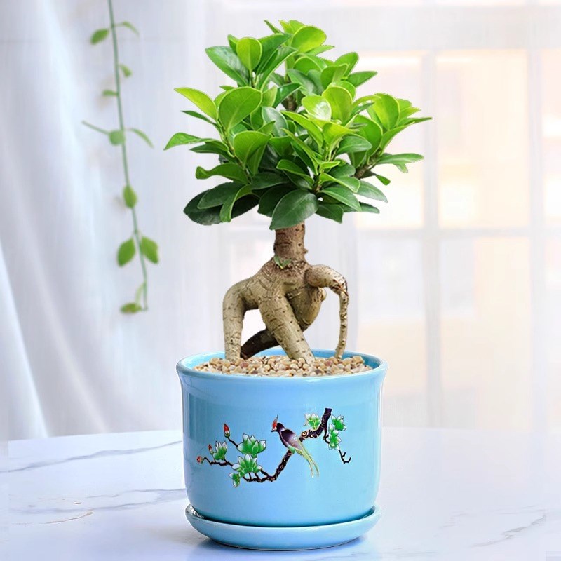 大榕树盆景办公室内桌面客厅绿植花卉四季常青小榕树盆栽易活植物