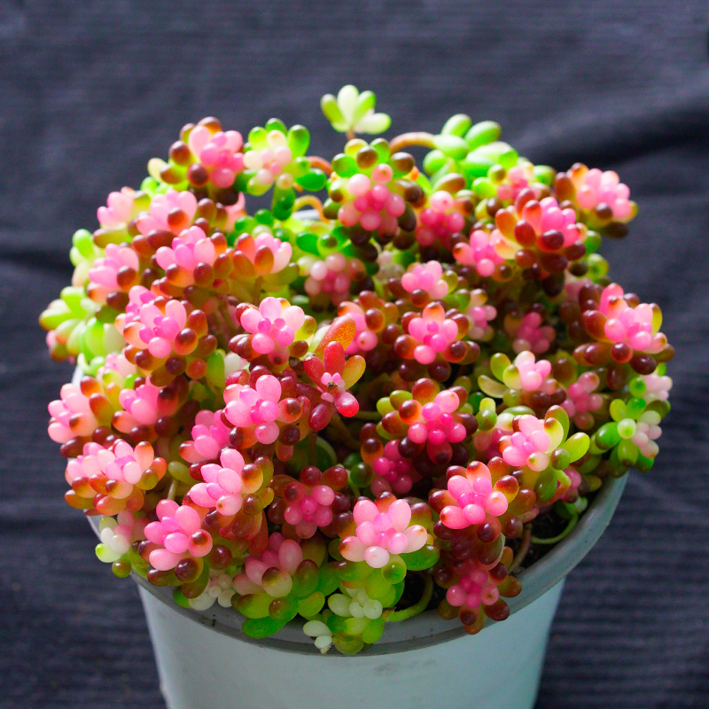 红色浆果锦多肉植物群生多头老桩花卉高端大颗室内好养小盆栽肉肉