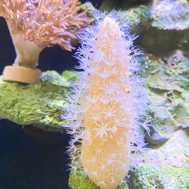 海缸海水生物海腮宠物除藻清洁海洋小生物观赏鱼造景海仙人掌