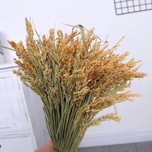 稻穗装饰 乾燥花造景真稻穗纯天然花束五谷丰登田园风装饰DIY家居