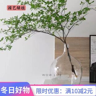 树木肚玻璃透明口马北欧吊插花落地摆件大水培 花瓶小钟大肚子醉