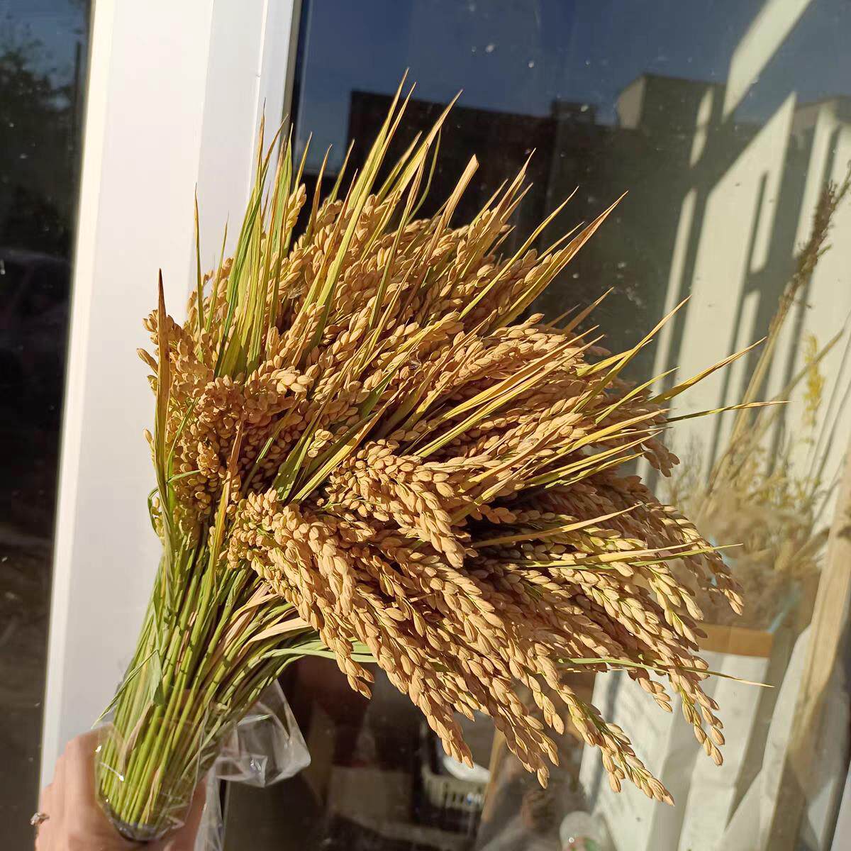 稻穗装饰 天然真稻子稻谷干花 麦穗农作物布景丰收节拍摄影道具