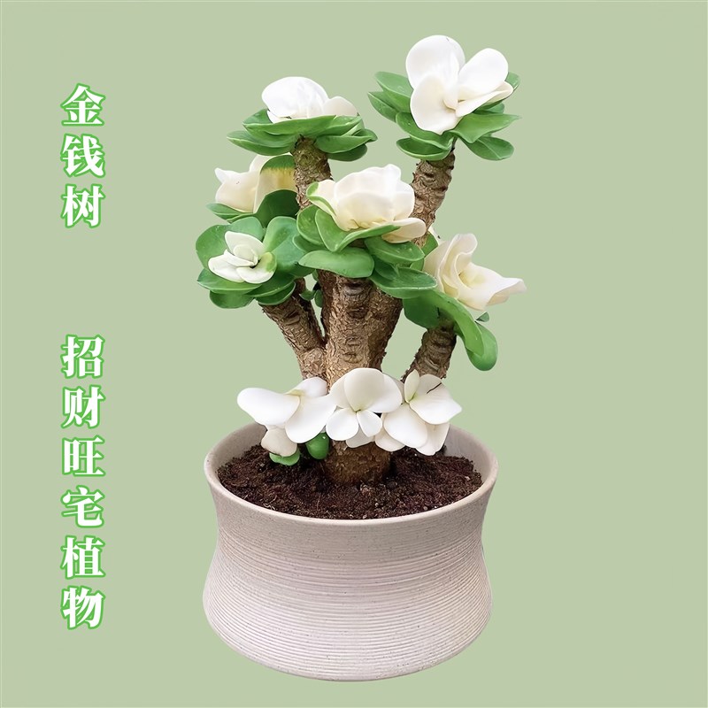 金钱木绿植小盆栽多肉植物花卉精品室内客厅旺宅盆景桌面好养易活