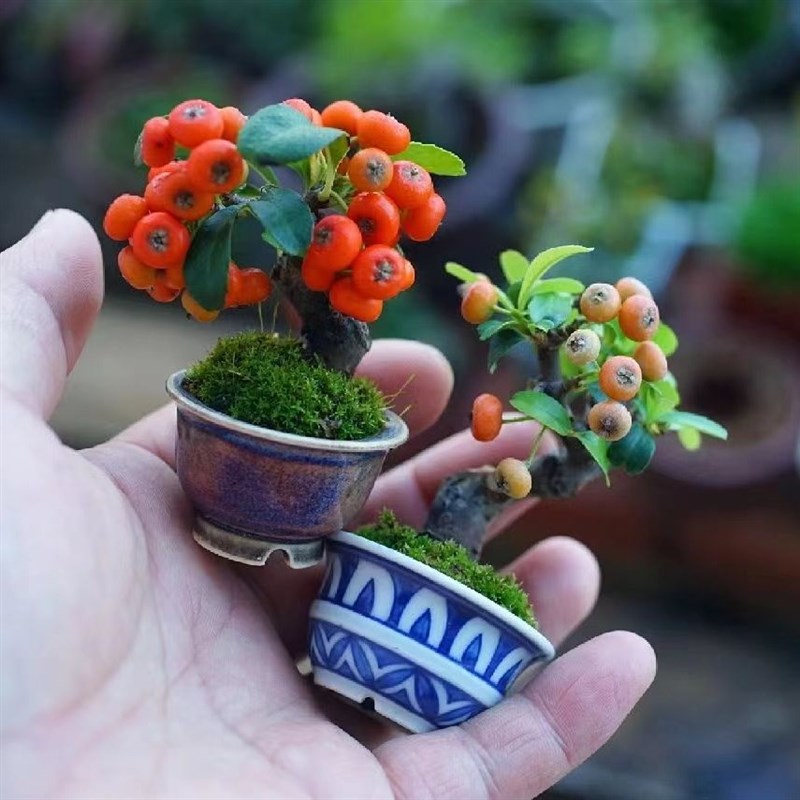 韩国火棘盆景掌中宝小品盆栽观果植物丰花丰果品种盆景素材苗