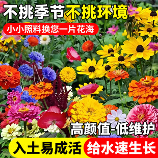 野花组合花种子除虫菊花种籽子四季播种格桑花大全庭院太阳花种孑