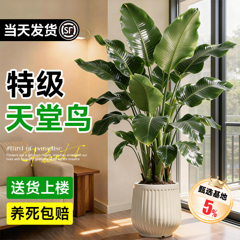 天堂鸟绿植室内办公室客厅大型植物盆栽高级感落地大号好养真花,鲜花速递/花卉仿真/绿植园艺,大型绿植/成品组合盆栽,淘宝优惠券,粉丝福利购,淘宝优惠卷