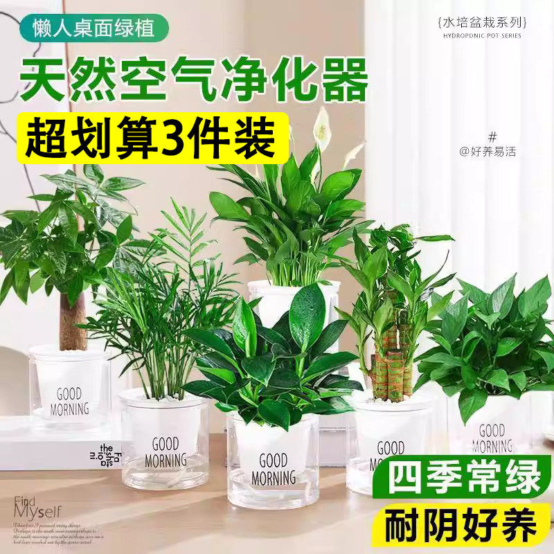 绿萝箩发财树栀子花办公室内桌面花卉盆栽小绿植物四季水培好养,鲜花速递/花卉仿真/绿植园艺,绿植,淘宝优惠券,粉丝福利购,淘宝优惠卷