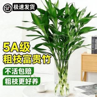 富贵竹水培植物水养发财竹带根客厅绿植招财转运文昌竹子盆栽室内