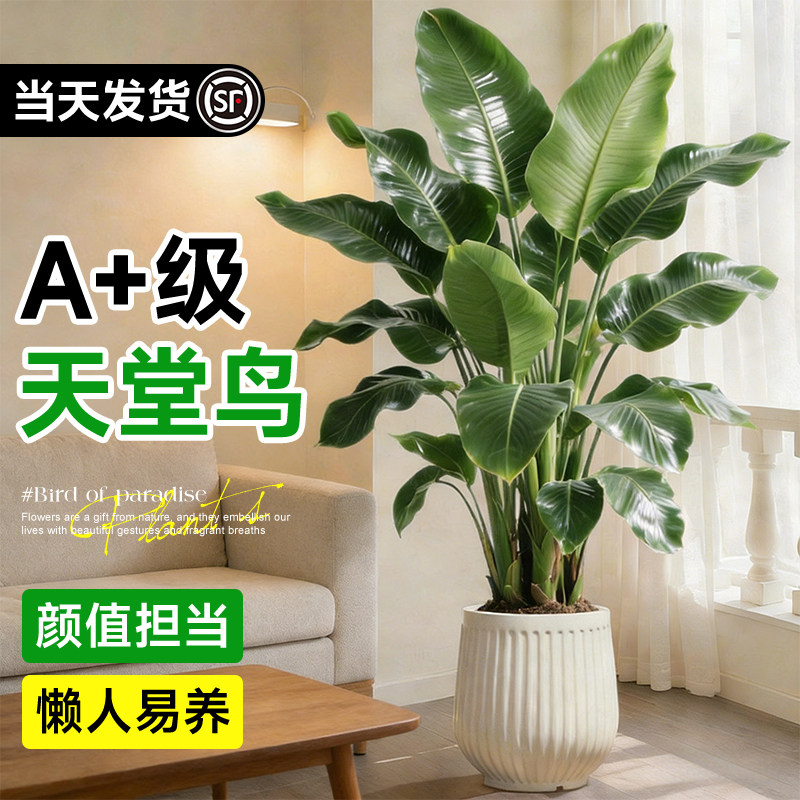 天堂鸟绿植室内办公室客厅大型植物盆栽高级感落地大号好养真花,鲜花速递/花卉仿真/绿植园艺,大型绿植/成品组合盆栽,淘宝优惠券,粉丝福利购,淘宝优惠卷