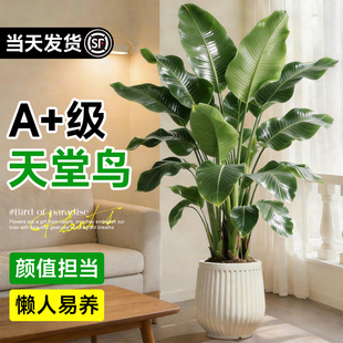 天堂鸟绿植室内办公室客厅大型植物盆栽高级感落地大号好养真花