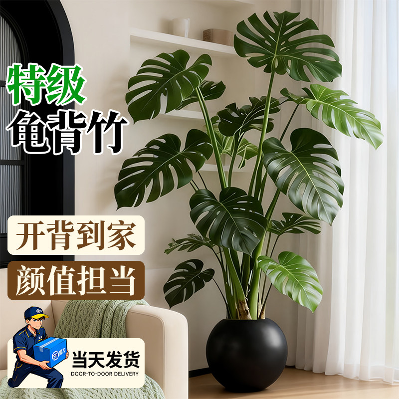 龟背竹客厅绿植室内大型盆栽高级感大叶老桩落地植物盆景四季好养,鲜花速递/花卉仿真/绿植园艺,大型绿植/成品组合盆栽,淘宝优惠券,粉丝福利购,淘宝优惠卷