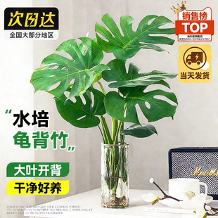 水培龟背竹老桩大叶盆栽水养绿植室内客厅桌面高大植物四季好养活