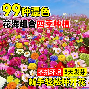 野花组合花种子四季播种开花室外矮生花种籽子庭院格桑花种孑大全