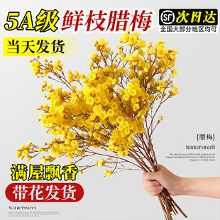 腊梅鲜花家用鲜切带花苞干枝腊梅枝条四季水培花卉插花室内绿植物