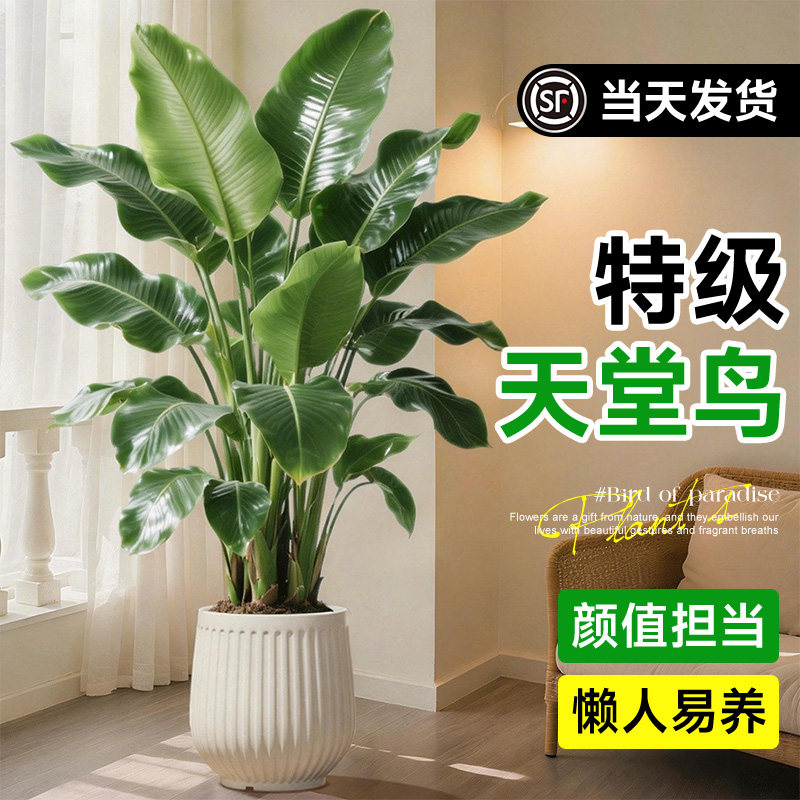 天堂鸟绿植室内办公室客厅大型植物盆栽高级感落地大号好养真花,鲜花速递/花卉仿真/绿植园艺,大型绿植/成品组合盆栽,淘宝优惠券,粉丝福利购,淘宝优惠卷