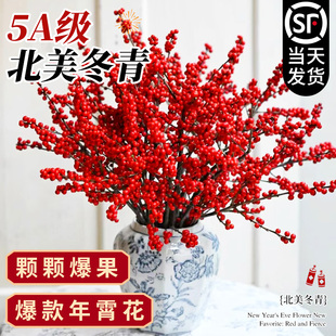 北美冬青红果真花水培鲜花新年盆栽室内鲜切银柳鲜枝年宵花卉水养
